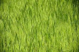Plakat łąka ogród trawa
