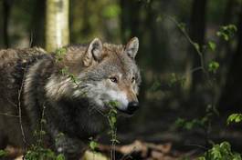 Fotoroleta dzikie zwierzę wilk opakowanie drapieżnik