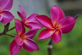 Fotoroleta kwiat ładny egzotyczny ogród hawaje