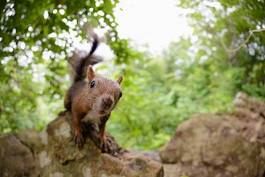 Fotoroleta zwierzę dziki wiewiórka