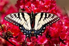 Naklejka motyl kwiat lato