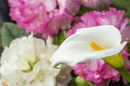 Obraz na płótnie ładny roślina kwiat różanecznik rozkwicie