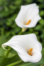 Fotoroleta roślina kwiat ładny biały ogrodnictwo