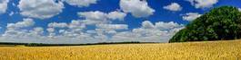 Naklejka żniwa rolnictwo niebo