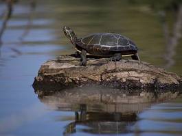Obraz na płótnie zwierzę żółw park natura