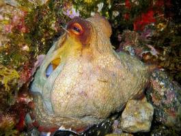 Fotoroleta podwodny mięczak obraz