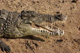 Obraz na płótnie brzeg woda gad aligator zwierzę