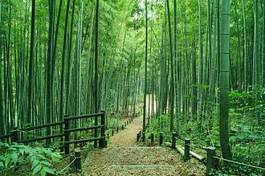 Naklejka roślina droga orientalne aleja bambus