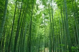 Naklejka aleja droga bambus
