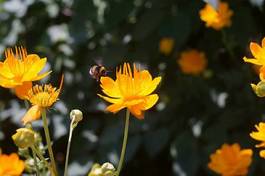 Fotoroleta roślina ogród ładny kwiat