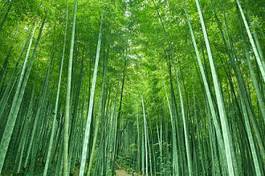 Naklejka krajobraz roślina bambus japonia