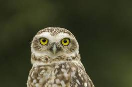 Obraz na płótnie ptak dziki zwierzę sowa oko