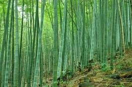 Naklejka roślina krajobraz bambus