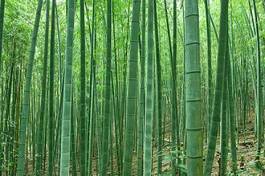 Naklejka bambus orientalne japonia