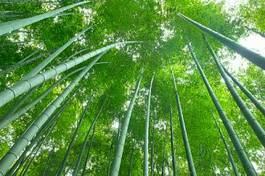 Naklejka bambus krajobraz droga roślina