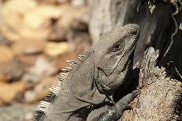 Obraz na płótnie zwierzę twarz gad iguana