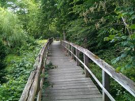 Obraz na płótnie most las drewno
