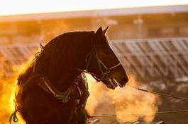 Fotoroleta zwierzę koń słońce wyścigi konne hipodrom