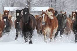 Naklejka pastwisko japonia koń śnieg