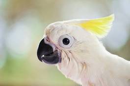 Fotoroleta ptak oko pejzaż zwierzę pióro