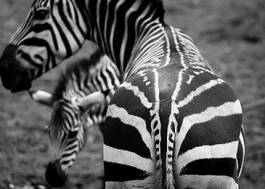 Fotoroleta safari afryka bezdroża