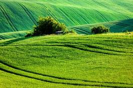 Fotoroleta trawa łąka pejzaż
