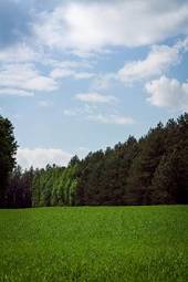 Fototapeta las pole drzewa świeży niebo