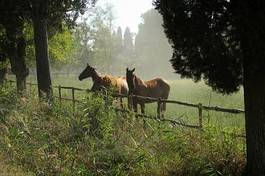 Fototapeta zwierzę koń toskania drzewa