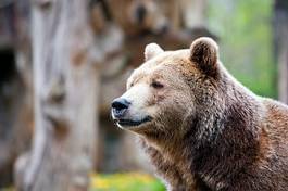 Fotoroleta las oko niedźwiedź