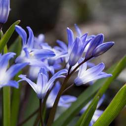Fotoroleta ogród kwiat zielony niebieski