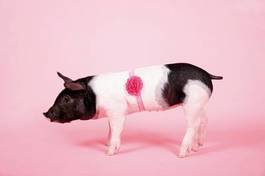 Fototapeta zwierzę mężczyzna zdrowy świnia drobny