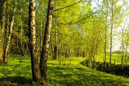 Naklejka trawa natura wiejski las