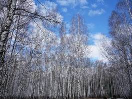Fototapeta niebo drzewa śnieg brzoza