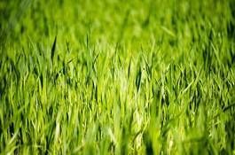 Naklejka trawa roślina łąka
