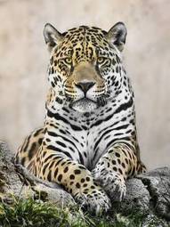 Naklejka jaguar   