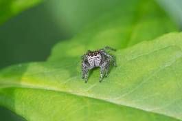 Fotoroleta oko zwierzę pająk drapieżnik 8