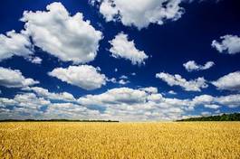 Obraz na płótnie zboże niebo łąka pszenica lato