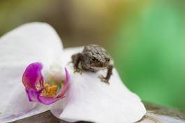 Obraz na płótnie płaz storczyk żaba egzotyczny kwiat