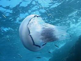 Fotoroleta podwodne francja morze śródziemne