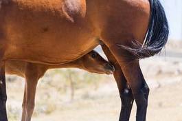 Fotoroleta klacz ssak arabski pastwisko koń