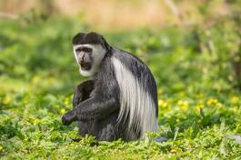 Fotoroleta ciało małpa ssak zwierzę portret