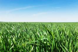 Naklejka field of green grass and sky