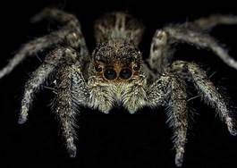Obraz na płótnie pająk ogród czarny
