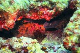 Obraz na płótnie usta karaiby tropikalny