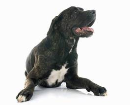 Obraz na płótnie zwierzę pies cane corso studio