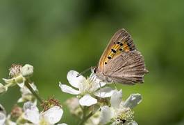 Naklejka zwierzę motyl ładny natura fauna