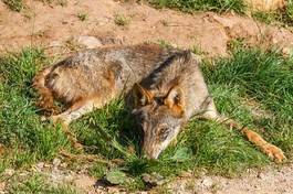 Fototapeta zwierzę dziki ssak hiszpania