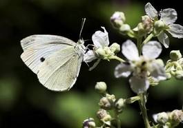 Obraz na płótnie motyl fauna ładny