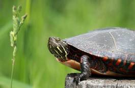 Obraz na płótnie lato zwierzę żółw