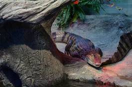 Plakat dziki gad krokodyl natura zwierzę